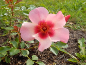 DSCN4094.JPG