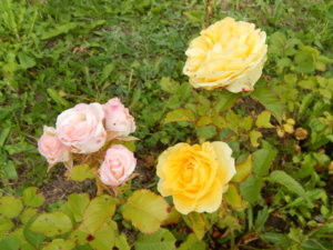 DSCN4111.JPG