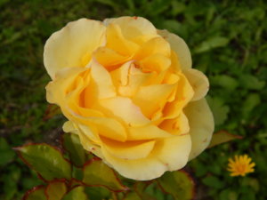 DSCN4110.JPG