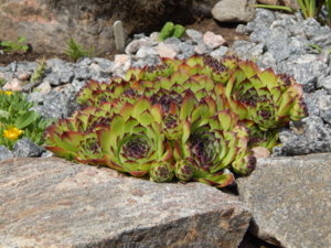 DSCN3039.JPG