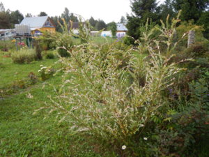 DSCN3930.JPG
