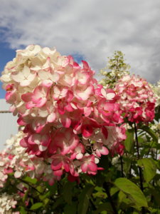 20190816_142703.jpg