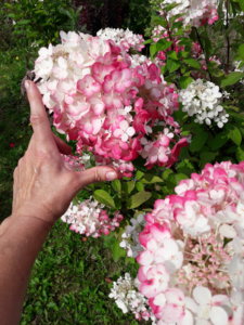 20190816_142739.jpg