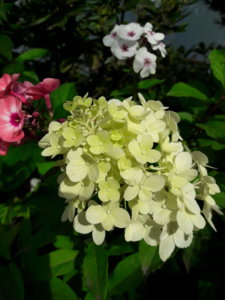 20190816_142918.jpg