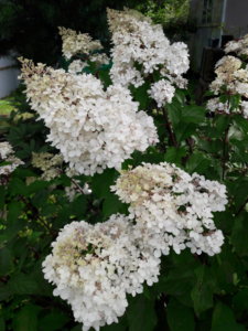 20190816_143033.jpg