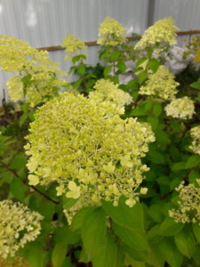 20190816_143050.jpg