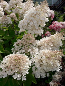 20190816_143143.jpg