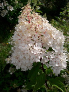 20190816_143336.jpg