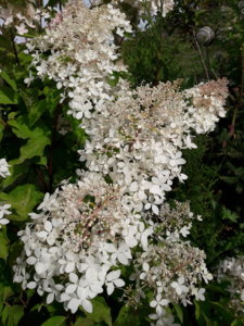 20190816_143435.jpg
