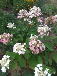 IMG_20190807_064413.jpg
