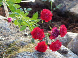 DSCN4238.JPG