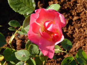 DSCN4237.JPG