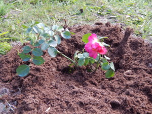 DSCN4135.JPG