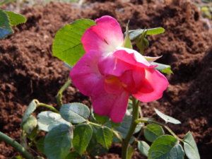 DSCN4136.JPG
