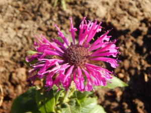 DSCN4241.JPG