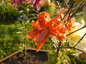 DSCN4205.JPG