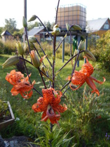 DSCN4242.JPG