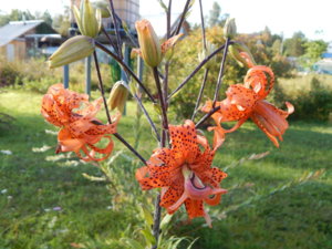 DSCN4243.JPG