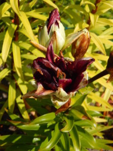 DSCN4158.JPG