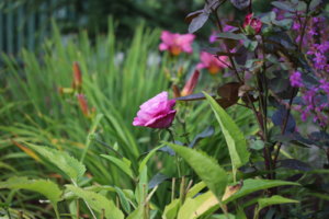 IMG_1285.JPG
