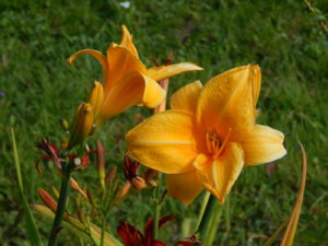 DSCN4145.JPG