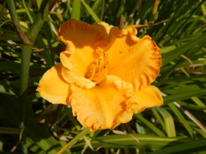 DSCN4174.JPG