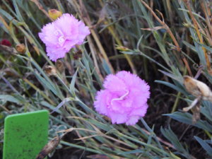 DSCN4253.JPG