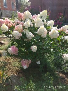 IMG_20190822_101205.jpg