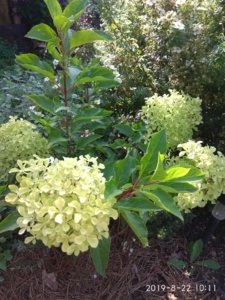 IMG_20190822_101151.jpg