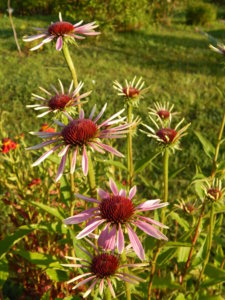 DSCN4204.JPG