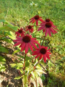 DSCN4245.JPG