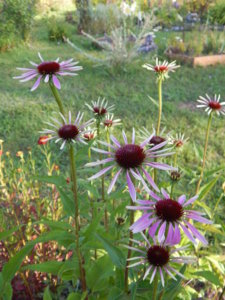 DSCN4246.JPG
