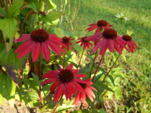 DSCN4249.JPG