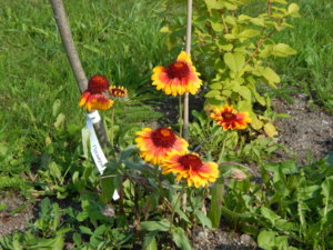 DSCN4183.JPG