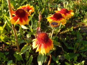DSCN4199.JPG