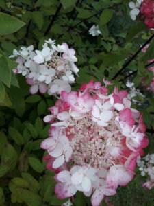 20190819_174251.jpg
