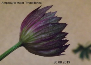 2019.07.30 Астранции Major ‘Primadonna’ _ ф_ DSCF4165.jpg