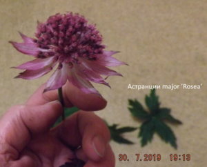2019.07.30 Астранции major ’Rosea’_ ф_ DSCF4173.jpg
