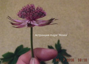 2019.07.30 Астранции major ’Rosea’_ ф_ DSCF4174.jpg