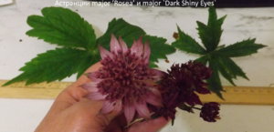2019.07.30 Астранции Major ’Dark Shiny Eyes’ и major ’Rosea’_ф1_  DSCF4163.jpg