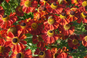 DSC05215.JPG