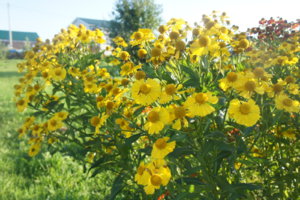 DSC05005.JPG