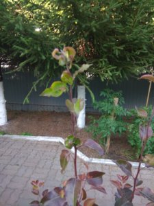 IMG_20190708_171431.jpg