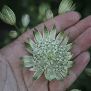 Астранция большая White Giant (Astrantia major White Giant)_ 1112_1.jpg