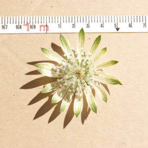 Astrantia major White Giant фото в Подворье_ a_69824_1827.jpg
