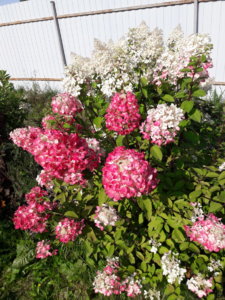 20190822_151731.jpg
