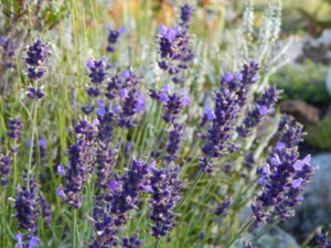 DSCN4250.JPG