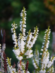 DSCN4251.JPG