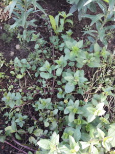 20190824_100726.jpg