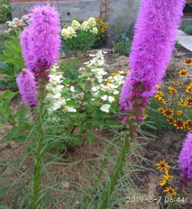IMG_20190807_111954.jpg